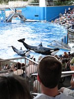 IMG_0838 - Seaworld - Shamu Stadium - Believe.JPG