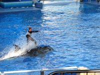 IMG_0840 - Seaworld - Shamu Stadium - Believe.JPG