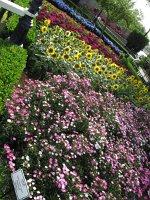 IMG 1026 - Disney Epcot - Flowers and Gardens Festival