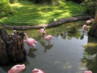 IMG 1158 - Disney Animal Kingdom - Flamingos