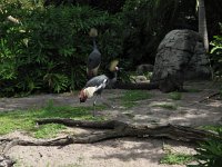 IMG_1172 - Disney Animal Kingdom.JPG