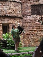 IMG_1200 - Disney Animal Kingdom - Flights of Wonder.JPG