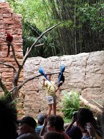 IMG_1203 - Disney Animal Kingdom - Flights of Wonder.JPG