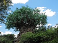 IMG 1205 - Disney Animal Kingdom - Tree of Life
