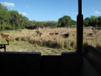 IMG 1258 - Disney Animal Kingdom - Kilimanjaro Safaris