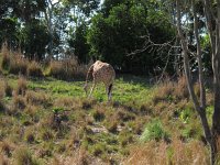 IMG 1260 - Disney Animal Kingdom - Kilimanjaro Safaris