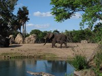 IMG_1266 - Disney Animal Kingdom - Kilimanjaro Safaris.JPG