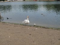 IMG_3757 - London - Hyde Park.JPG