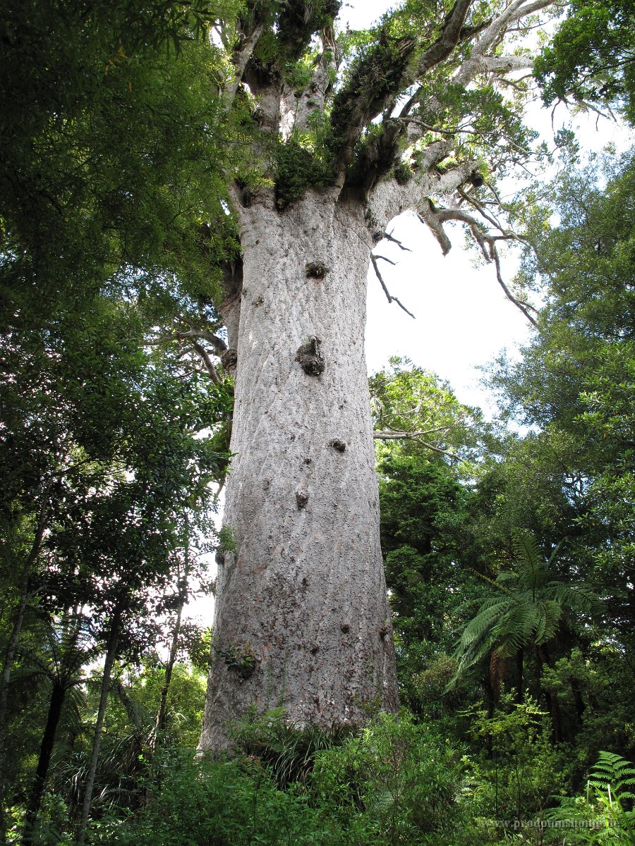 IMG 2360 - Tane Mahuta - 51x4,4m