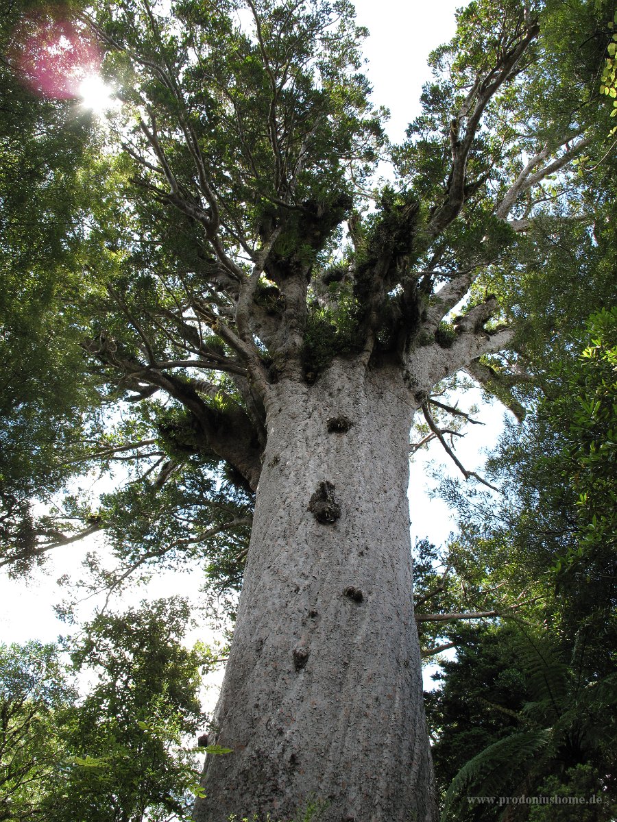 IMG 2364 - Tane Mahuta - 51x4,4m