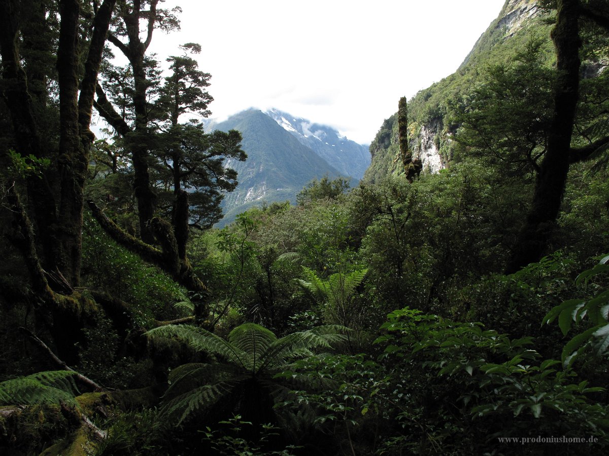 IMG 3135 - Weg zum Milford Sound