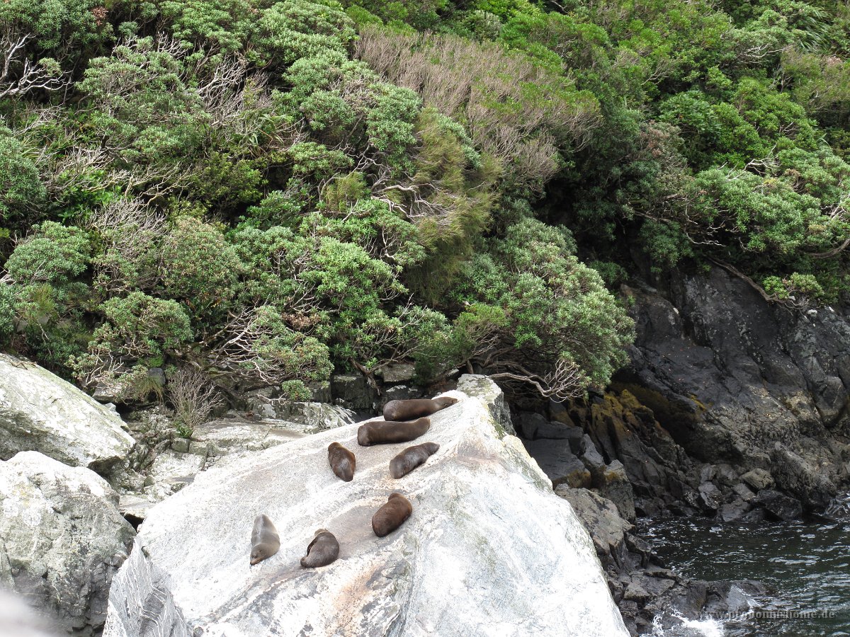 IMG 3169 - Milford Sound