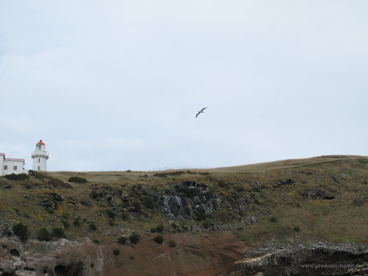 IMG 3225 - Monarch - Albatross
