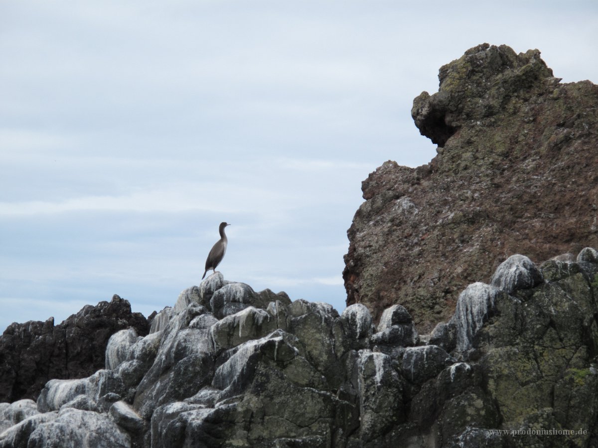 IMG 3247 - Monarch - Kormoran