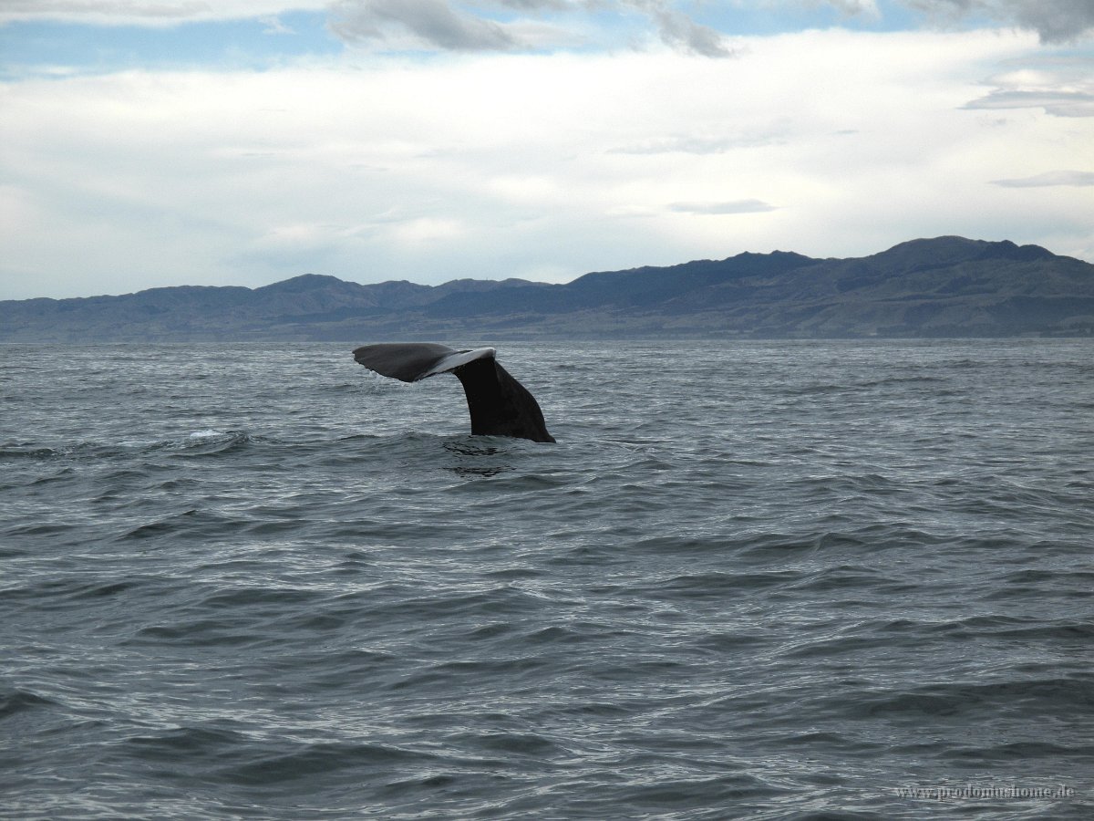 IMG 3367 - Spermwal - Whalewatch