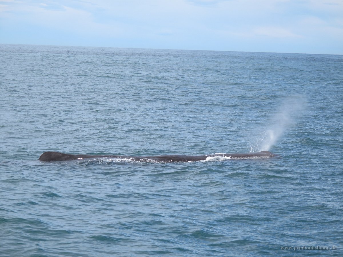 IMG 3388 - Spermwal - Whalewatch
