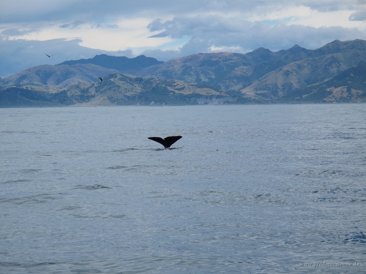 IMG 3390 - Spermwal - Whalewatch