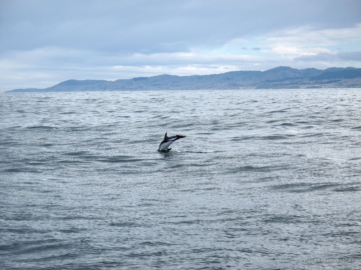 IMG 3413 - Delfin - Whalewatch