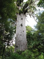 IMG 2360 - Tane Mahuta - 51x4,4m