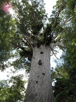 IMG_2364 - Tane Mahuta - 51x4,4m.JPG