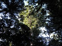 IMG_2395 - Weg zum Cape Reinga - Kauri Wald.JPG