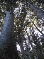 IMG 2398 - Weg zum Cape Reinga - Kauri Baum