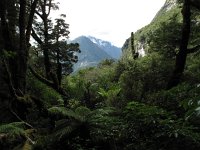 IMG_3135 - Weg zum Milford Sound.JPG