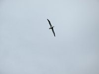 IMG 3233 - Monarch - Albatross