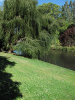IMG 3330 - Botanischer Garten - Christchurch