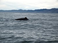 IMG 3366 - Spermwal - Whalewatch