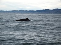 IMG_3366 - Spermwal - Whalewatch.JPG