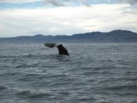 IMG 3367 - Spermwal - Whalewatch