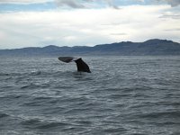 IMG_3367 - Spermwal - Whalewatch.JPG