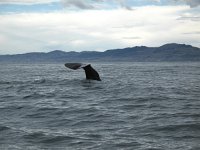 IMG_3367 - Spermwal - Whalewatch.JPG