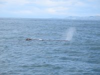 IMG 3384 - Spermwal - Whalewatch