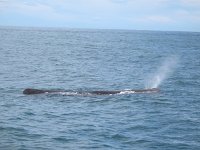 IMG 3388 - Spermwal - Whalewatch