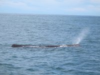 IMG_3388 - Spermwal - Whalewatch.JPG