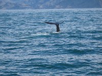 IMG 3389 - Spermwal - Whalewatch