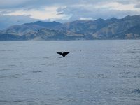 IMG_3390 - Spermwal - Whalewatch.JPG