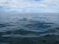 IMG 3404 - Delfine - Whalewatch