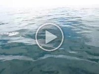 IMG_3409 - Delfine - Whalewatch.MP4