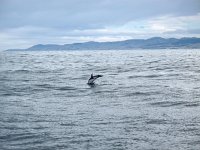 IMG_3413 - Delfin - Whalewatch.JPG