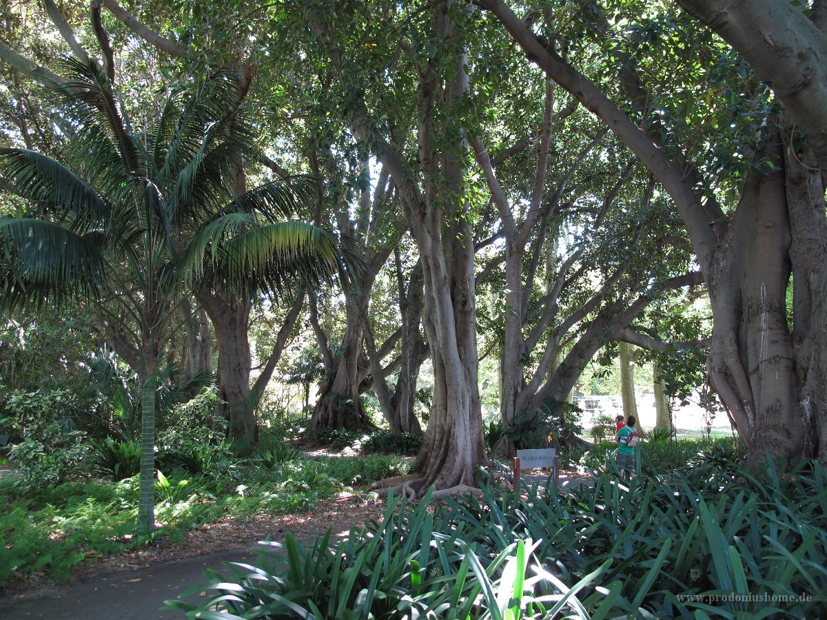 IMG 4130 - Adelaide Botanischer Garten