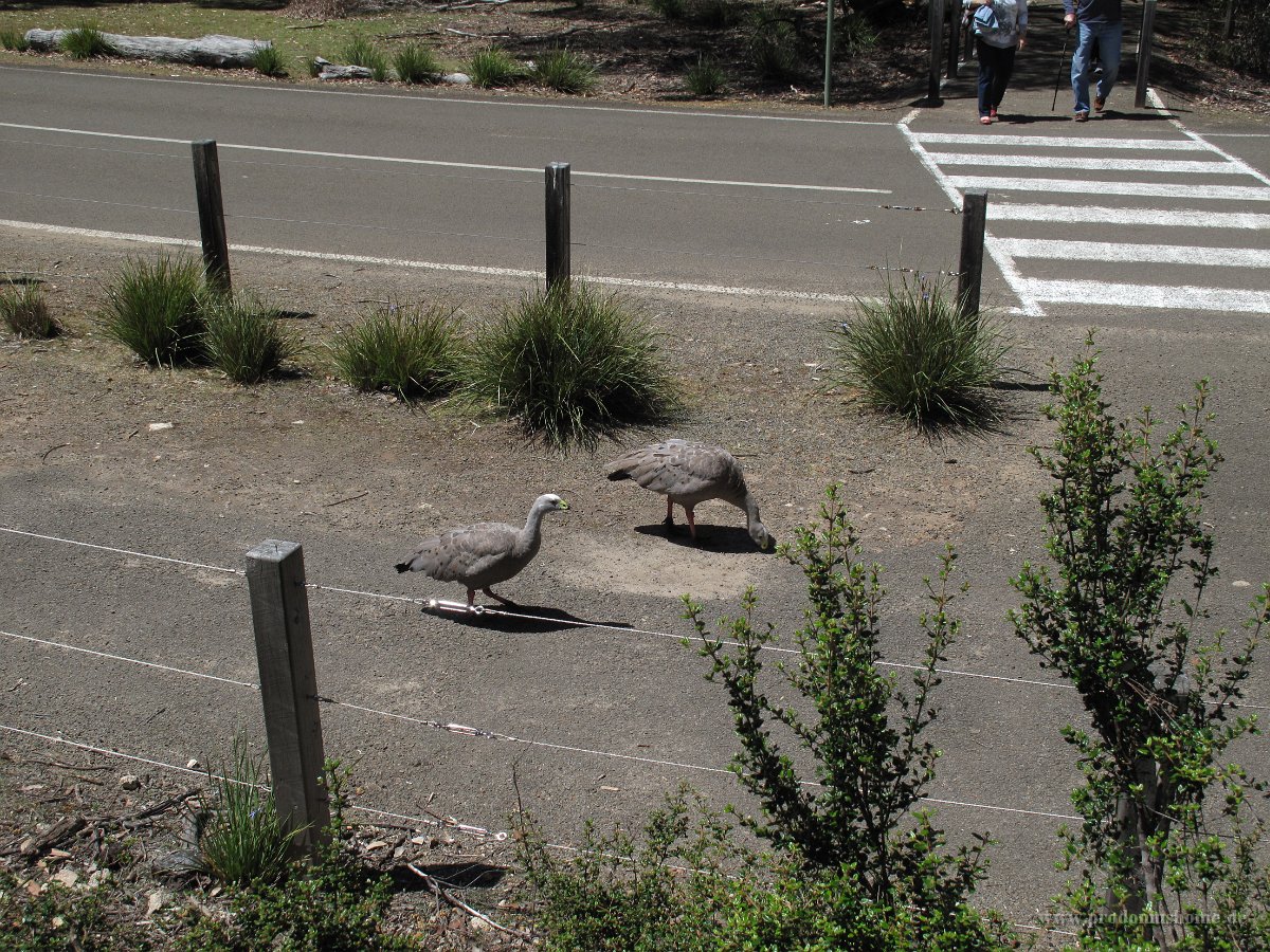 IMG 4262 - Kangoroo Island