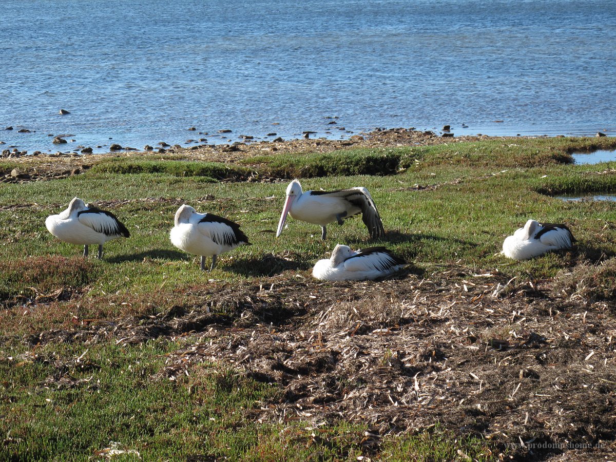 IMG 4303 - Kangoroo Island - Pelikane