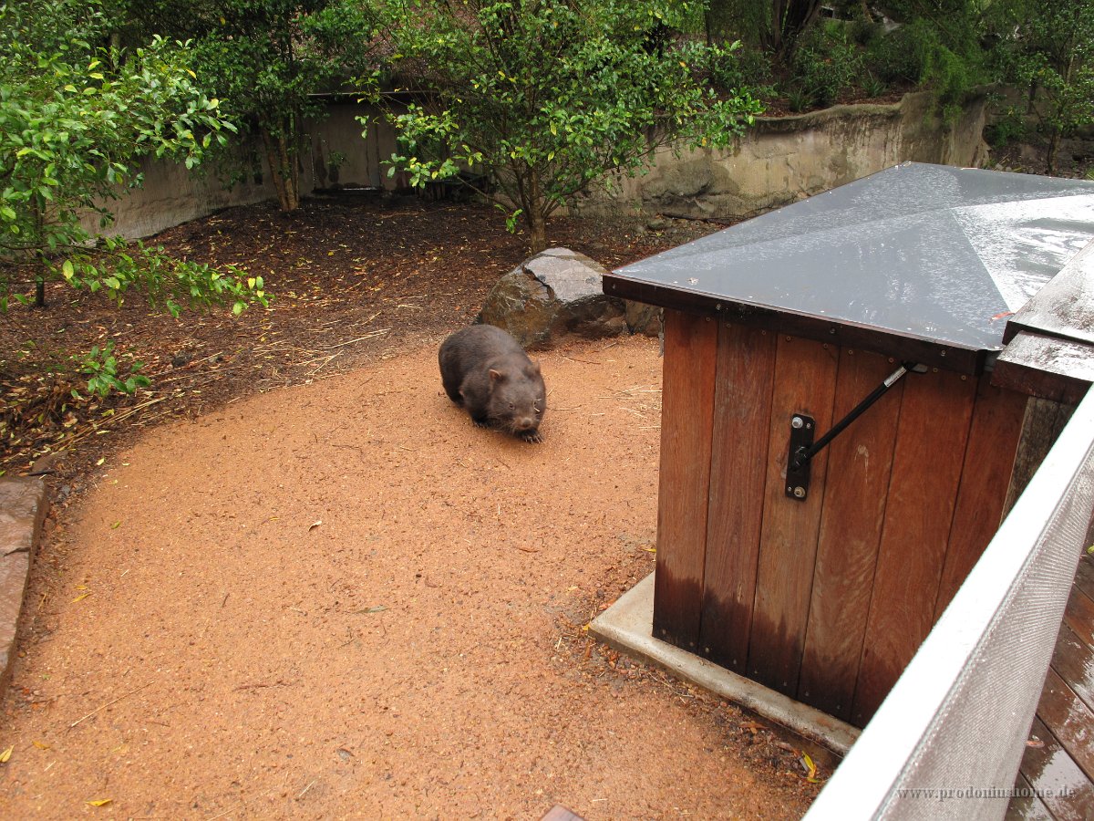 IMG 4688 - Healesville - Sancturary - Wombat