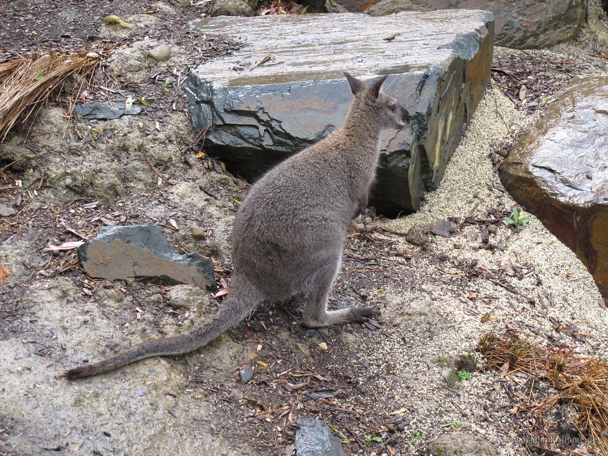 IMG 4693 - Healesville - Sancturary - Kangaroo