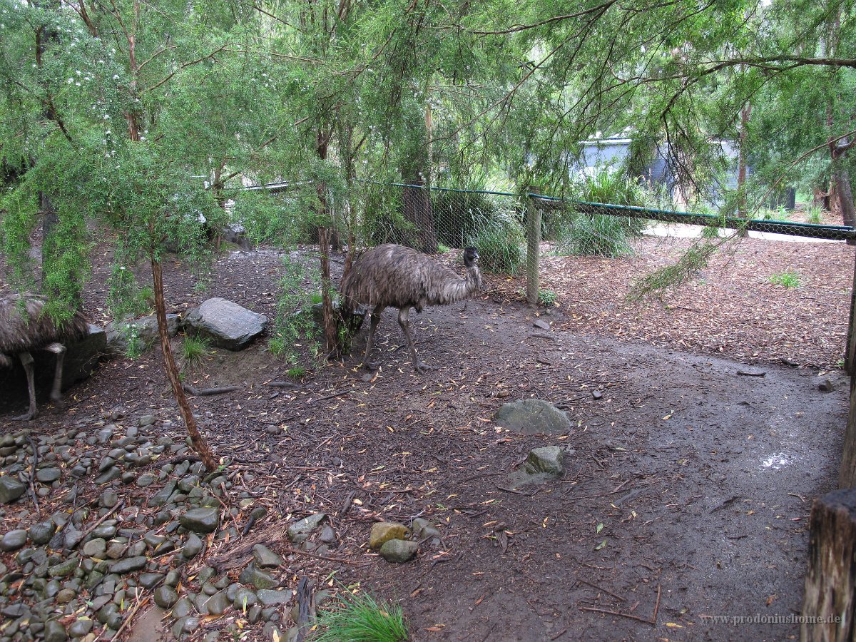 IMG 4706 - Healesville - Sancturary - Emu