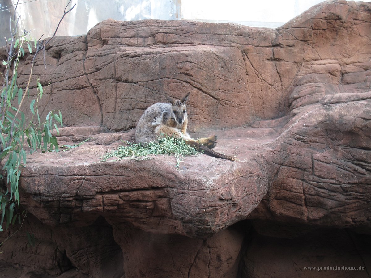 IMG 5139 - Sydney - Wildlife Kangoroo