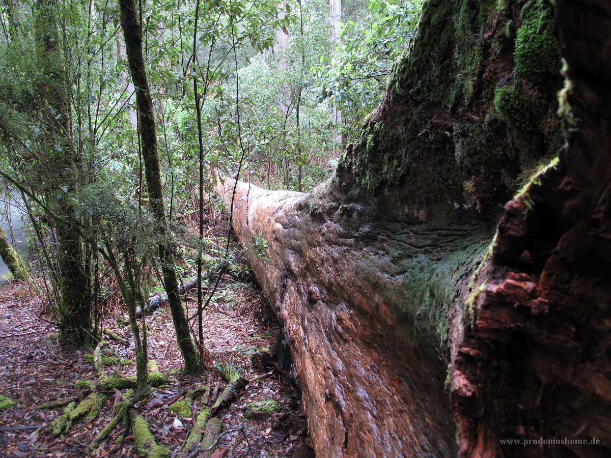 IMG 5169 - Tasmanien - Weg zu den Russel Falls